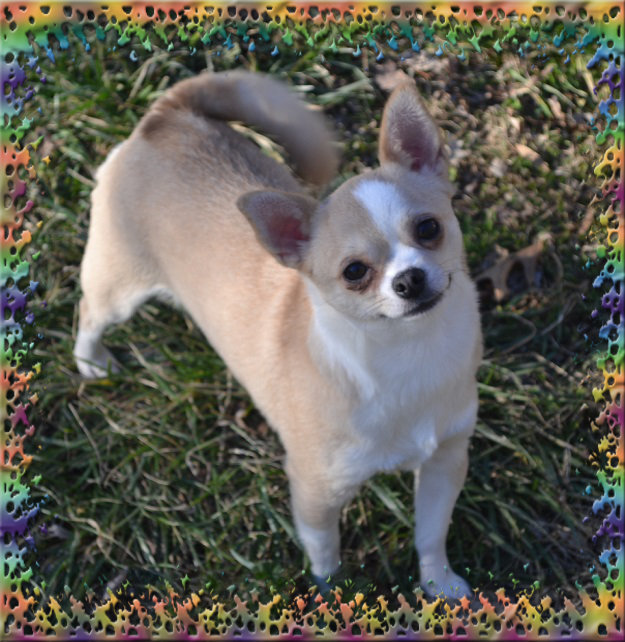 Adults For Adoption Merle Chihuahua Puppies for Sale Chihuahua For Sale