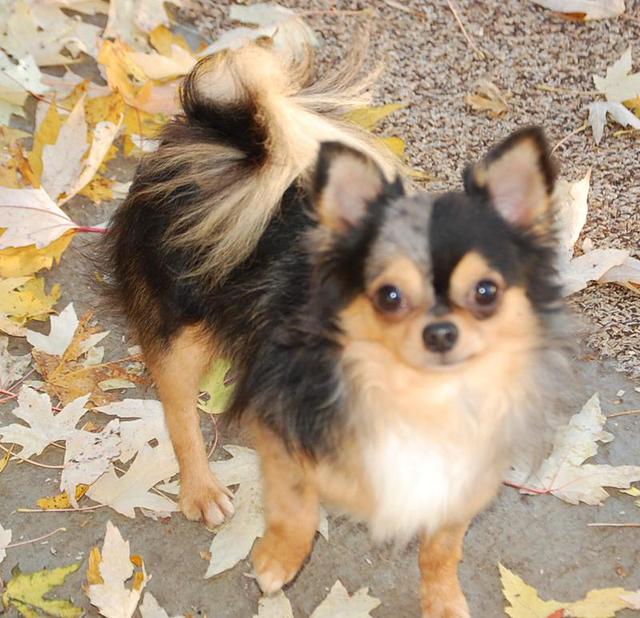 Female Long Hair Chihuahua Puppies for Sale Female Teacup Chihuahuas