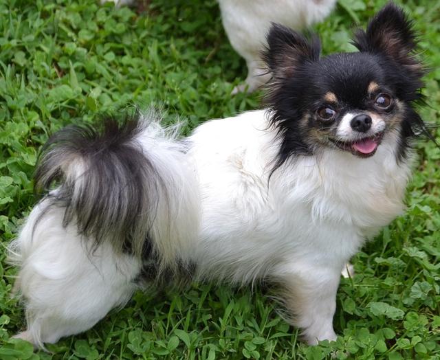 Chihuahuas Teacup LongHaired Chihuahua Puppies for sale