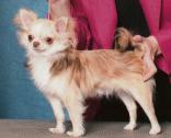 www.heavensentchihuahuas.com